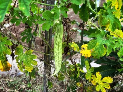 Bitter melon Stock Photos