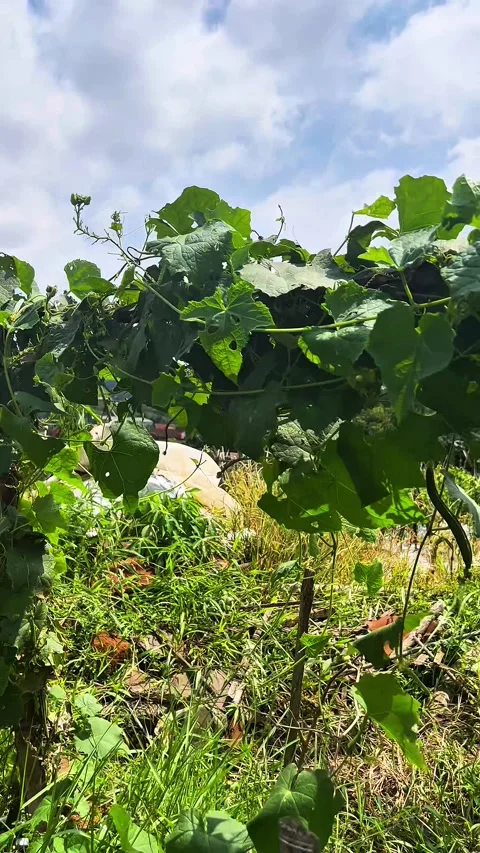 Bitter melon plants that want to bear fruit during the day Stock Footage 334048488