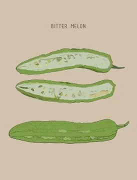 Bitter melon pod , sketch vector. Stock Illustration