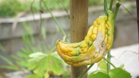 Bitter melon rotting due to pests Stock Footage 296197862