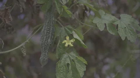 Bitter Melon with Small Flower on Vine 스톡 동영상 345025090