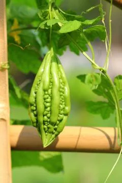 Bitter melon small 写真素材