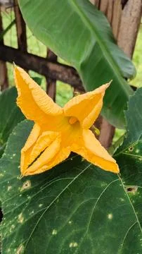 Bitter melon tree flowers Foto stock