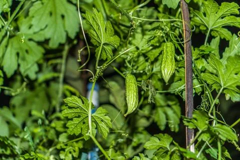 Bitter melon vegetables Stock Photos