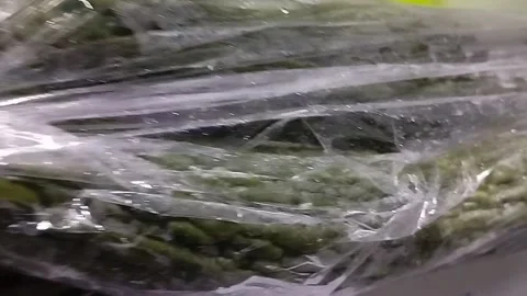 Bitter melon vegetables wrapped in plastic for resale Stock Footage 229553763