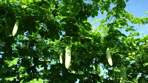 Bitter Melon Vine Hanging Video stock 327577726