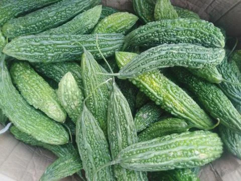 Bitter melons  Stock Photos