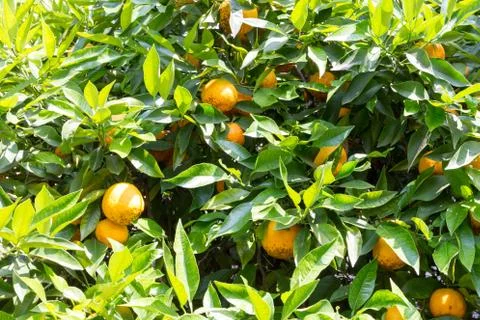 Bitter orange tree Foto stock