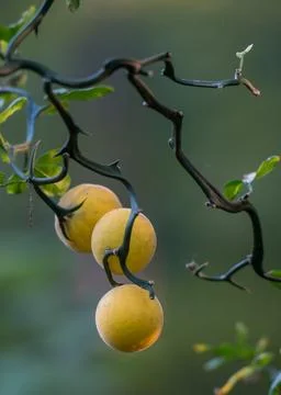 Bitter Oranges on Black Branches Фото