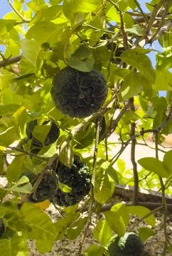 Bitter oranges growing on a tree with rough green skin Foto stock