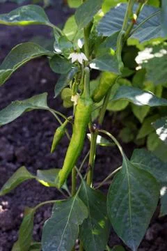 Bitter pepper grows on the field Stock Photos