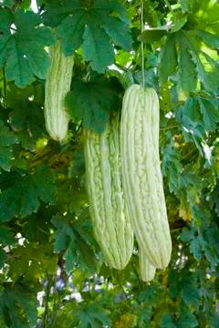 Bitter squash Stock Photos