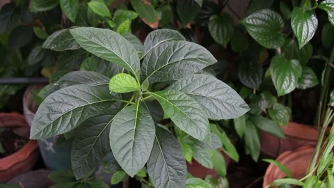 Bitterleaf tree herb green leaf nature Stock Footage 159598044