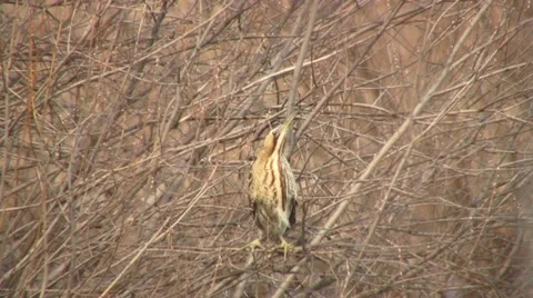 Bittern 1 Stock Footage 18183357
