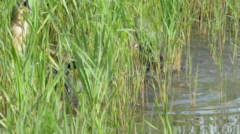 Bittern attacked by two Coots 스톡 동영상 66729421