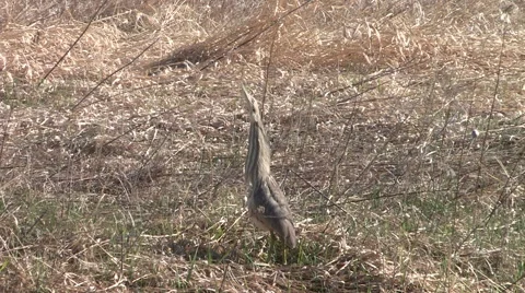 Bittern Bird on Land Camouflaged Stock Footage 49668957