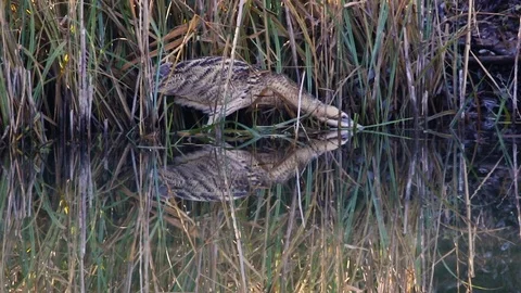 Bittern (Botarus stellaris) Stock Footage 86008876