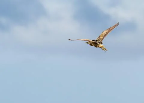 A Bittern, Botaurus stellaris flying over reedbeds in Cley Next the Sea, Norf Stock Photos