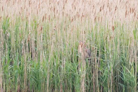 Bittern (Botaurus stellaris) Stock Photos