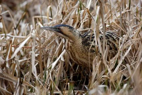Bittern, Botaurus stellaris Stock Photos