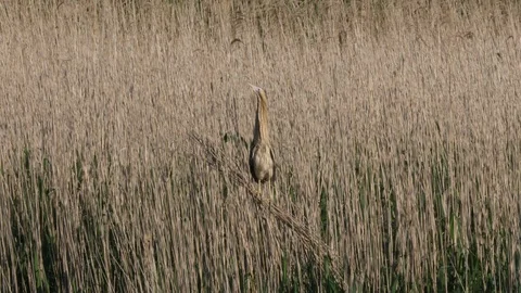 Bittern Botaurus stellaris standing on top of reeds in reedbed Stock Footage 87049340