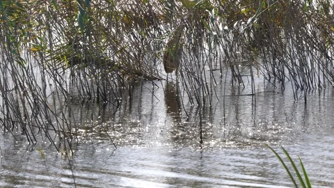 Bittern Boturus stellaris hunting in shallow water amongst reeds Stock Footage 87052484