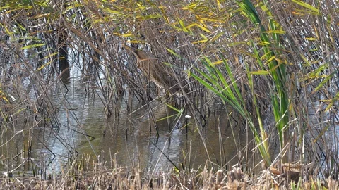 Bittern Boturus stellaris standing amongst reeds Stock Footage 87052522