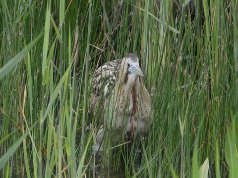 Bittern catches and eats a fish. 스톡 동영상 71274829