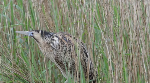 Bittern fishing in reedbed Stock Footage 65760816
