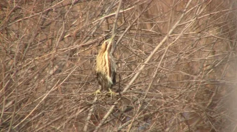 Bittern Stock Footage 18183366