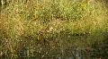 bittern hunting Video HD