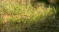 bittern hunting Video HD