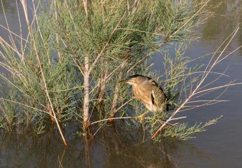 Bittern Iran Swamp Stock Photos
