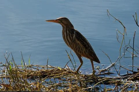 Bittern on the lake. Little bittern (Botaurus minutus) Stock-Fotos