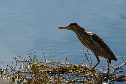 Bittern on the lake. Little bittern (Botaurus minutus) Foto stock