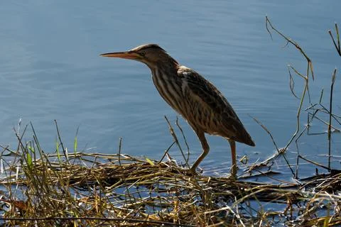 Bittern on the lake. Little bittern (Botaurus minutus) Foto stock