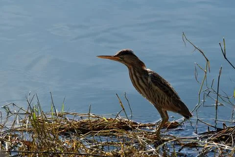 Bittern on the lake. Little bittern (Botaurus minutus) Stock Photos