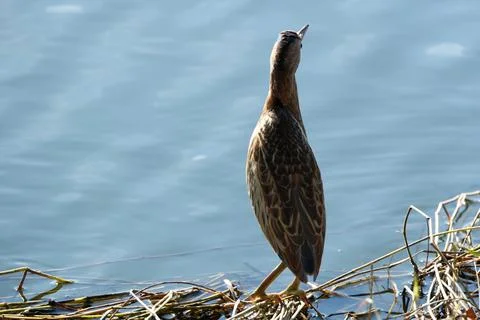 Bittern on the lake. Little bittern (Botaurus minutus) Foto stock