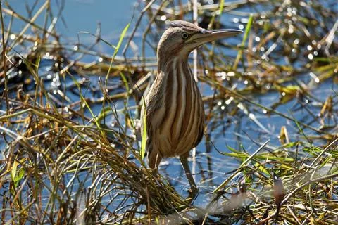 Bittern on the lake. Little bittern (Botaurus minutus) Stock Photos