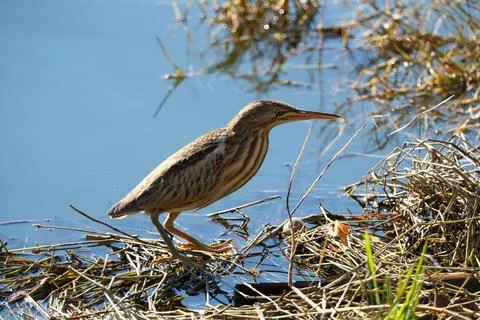Bittern on the lake. Little bittern (Botaurus minutus) Stock Photos