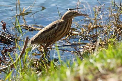 Bittern on the lake. Little bittern (Botaurus minutus) Foto stock