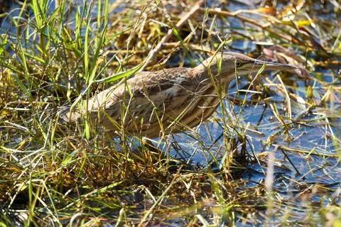Bittern on the lake. Little bittern (Botaurus minutus) Stock Photos