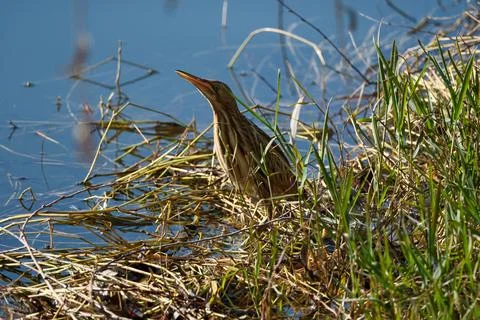 Bittern on the lake. Little bittern (Botaurus minutus) Foto stock