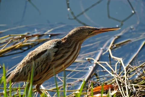 Bittern on the lake. Little bittern (Botaurus minutus) Stock Photos