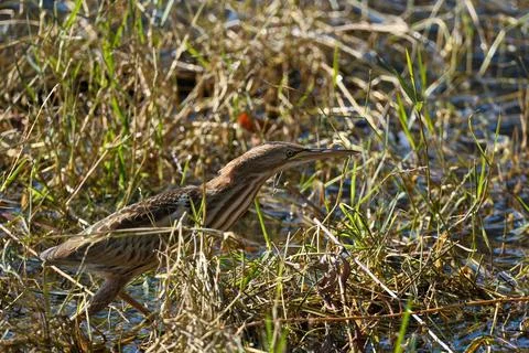 Bittern on the lake. Little bittern (Botaurus minutus) Stock Photos