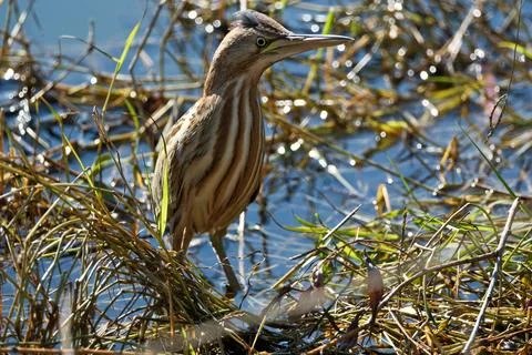 Bittern on the lake. Little bittern (Botaurus minutus) Stock Photos