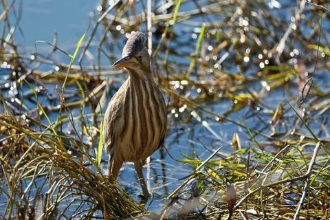 Bittern on the lake. Little bittern (Botaurus minutus) Stock Photos