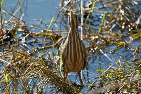 Bittern on the lake. Little bittern (Botaurus minutus) Stock Photos