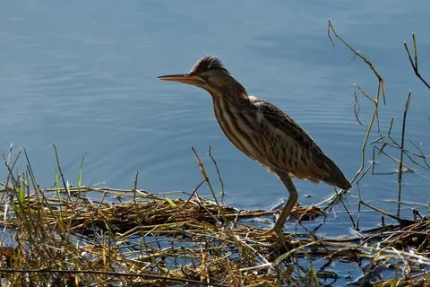 Bittern on the lake. Little bittern (Botaurus minutus) Stock Photos