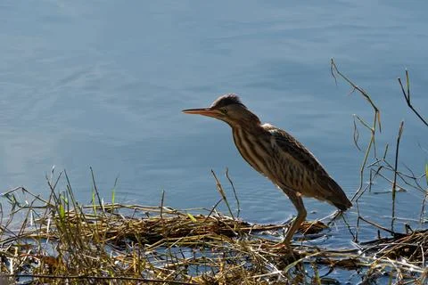 Bittern on the lake. Little bittern (Botaurus minutus) Foto stock
